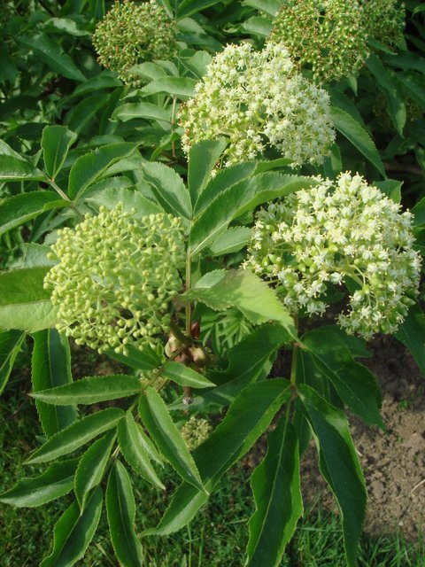 Sambucus tigranii fleur